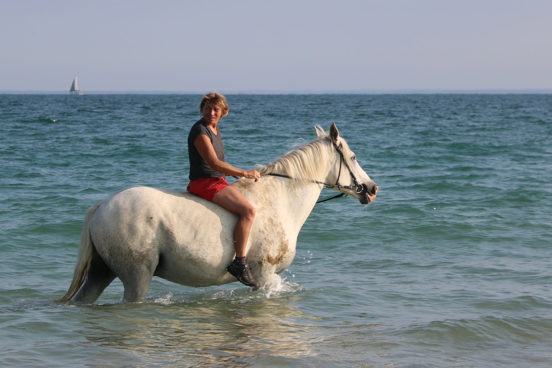 Été 2024 :  baignade des chevaux